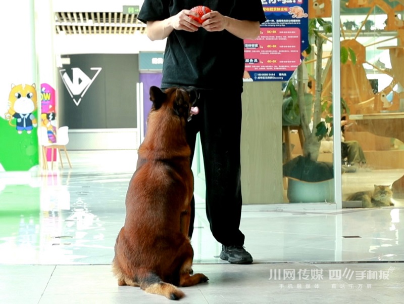 成都开了310所宠物学校，人社部发文新增宠物老师这一职业