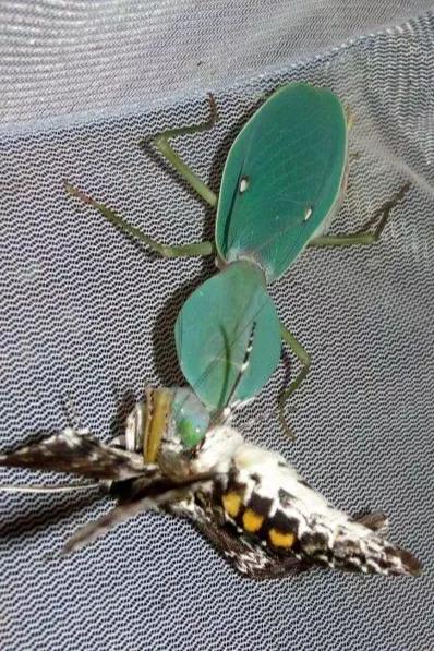 螳螂吃掉自己丈夫的头,螳螂为什么吃掉配偶螳螂吃蛇