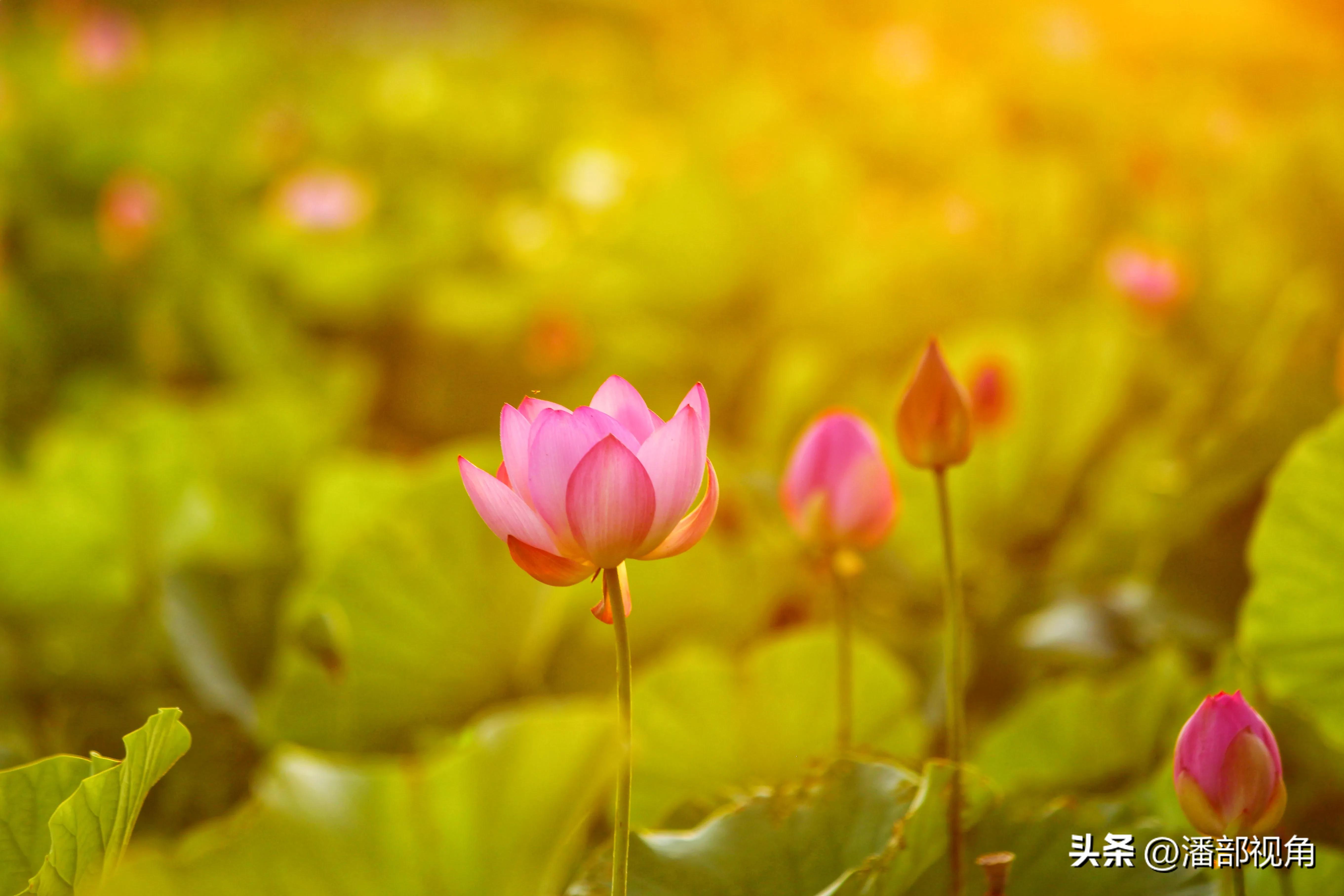 无锡七月底哪里的荷花开了,无锡太湖荷花开了吗