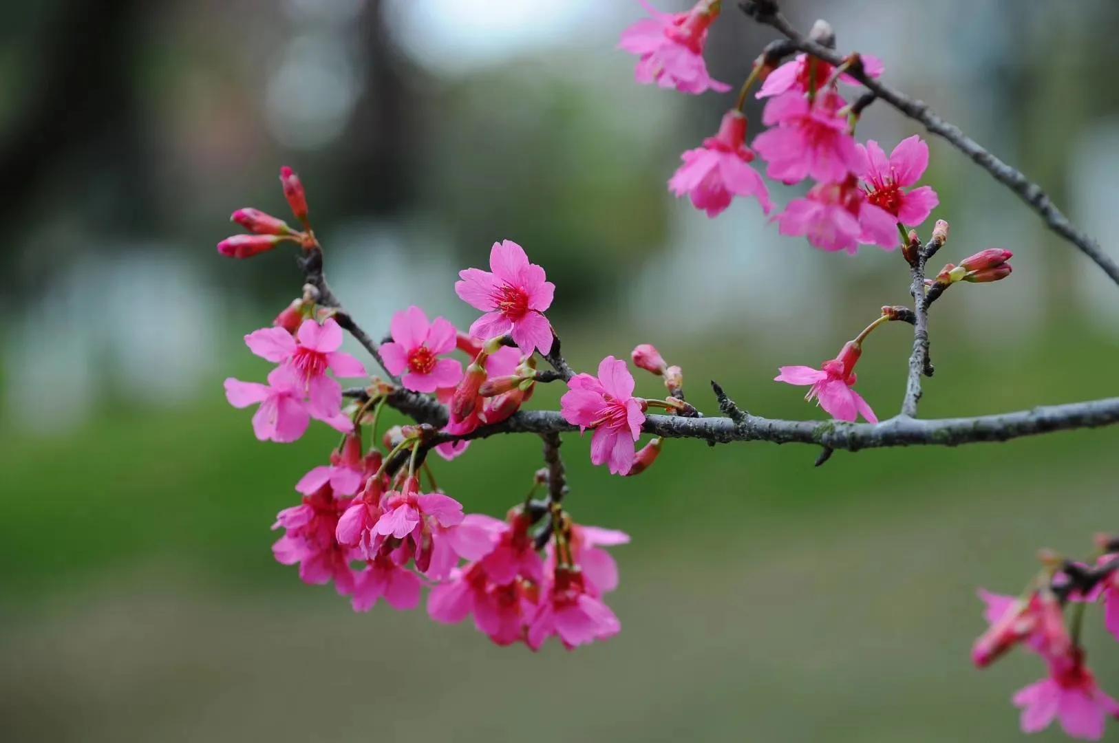 广州创业公园樱花,创业公园樱花花期过了么