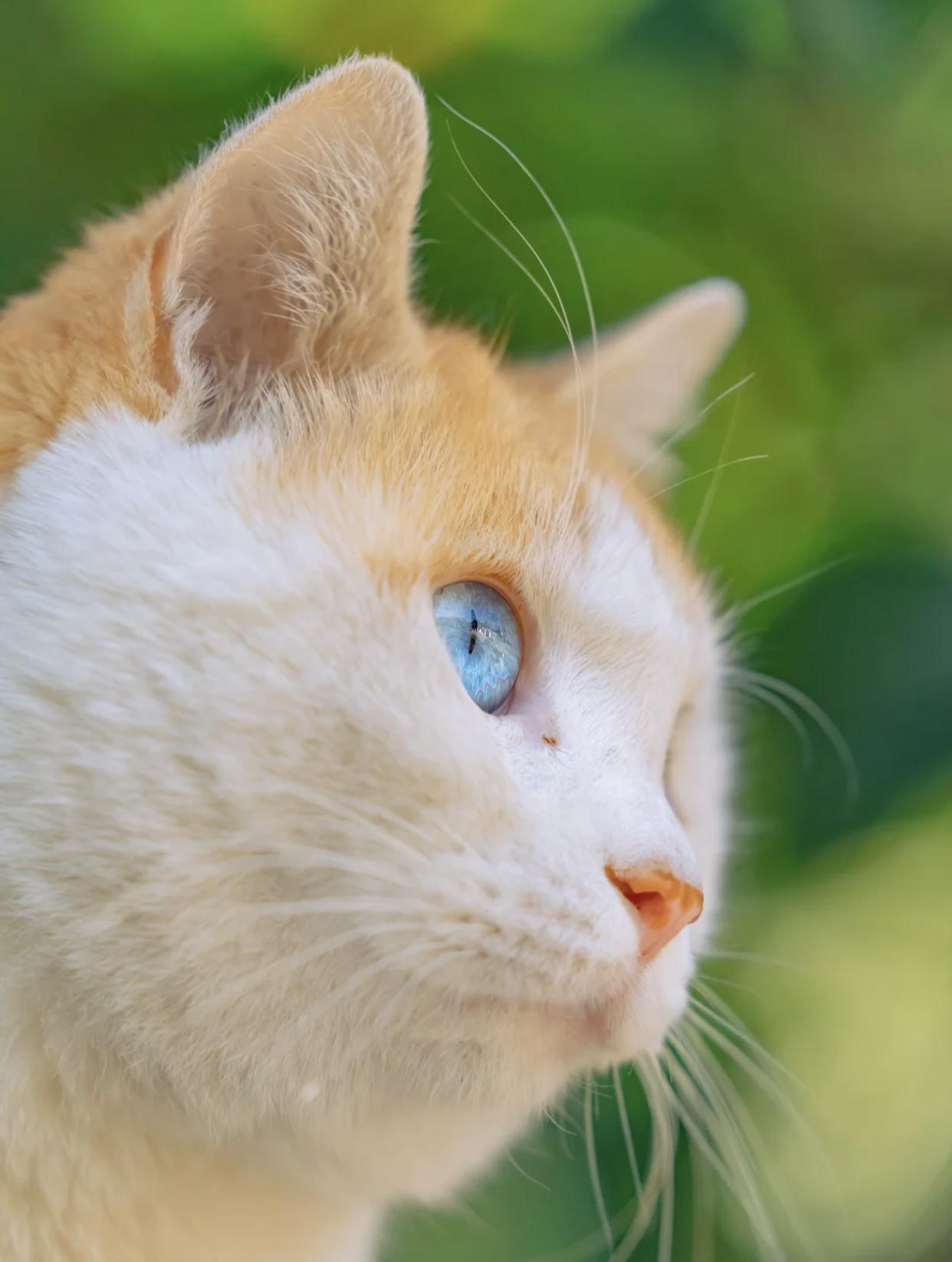 治愈系壁纸｜132张可爱小猫咪的样子