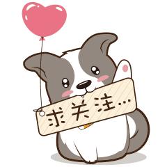 十大最好养的狗大型犬品种,中国名犬排名前10的狗排行榜