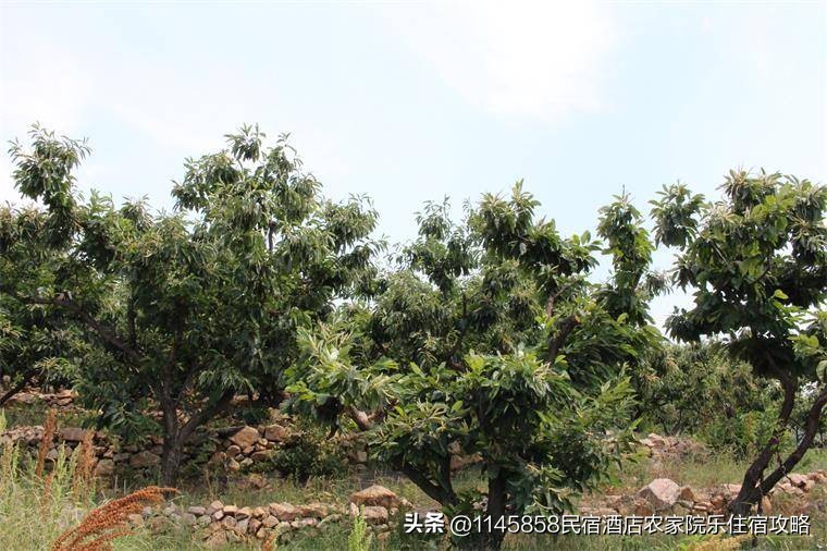 天津蓟州八仙山山间小院农家院,天津蓟县黄崖关农家小院