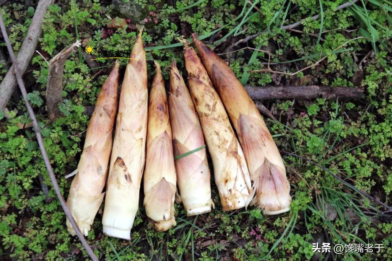 春笋几月份能买到,春笋应该买哪一种