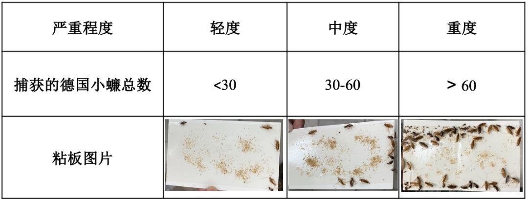 餐饮有虫子蟑螂怎么办,餐厅有大量蟑螂怎么彻底消灭