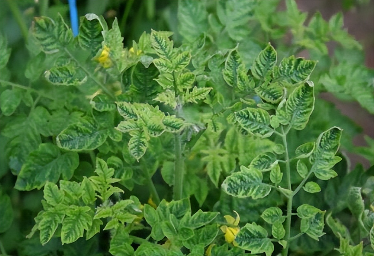 蔬菜根长肿瘤怎么防治,蔬菜靶斑病最新治疗方法