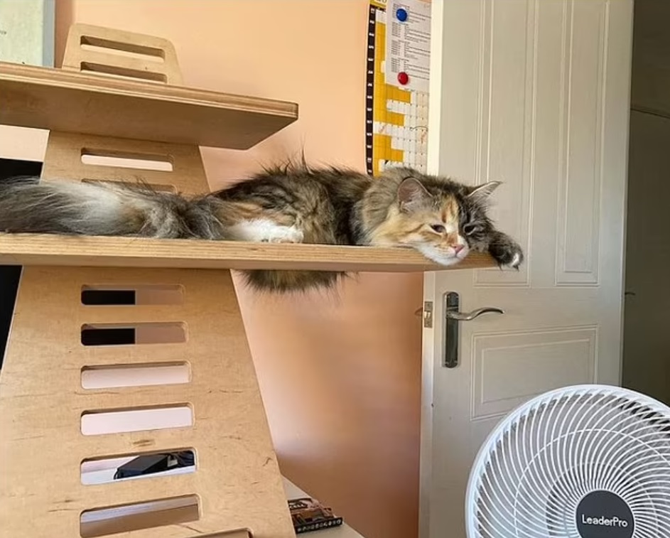 英国40度高温与中国40度高温,英国40度很热吗