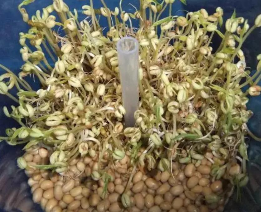 爱迪生传奇人生故事,大王的传奇一生