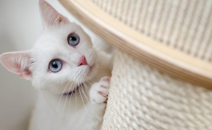 猫急性肠胃炎的症状及治疗方法,猫急性肠胃炎的症状及治疗方案