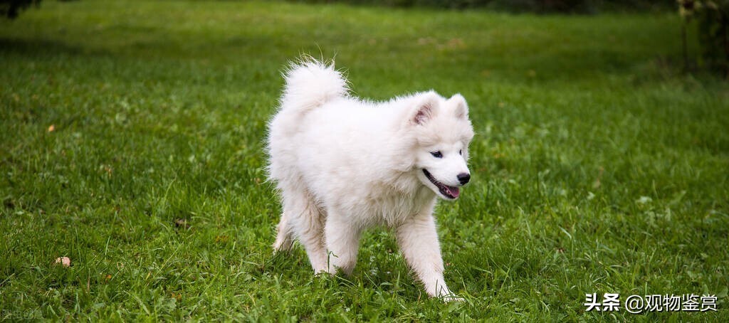 不易掉毛的狗狗有哪些,不容易掉毛的狗狗有哪些