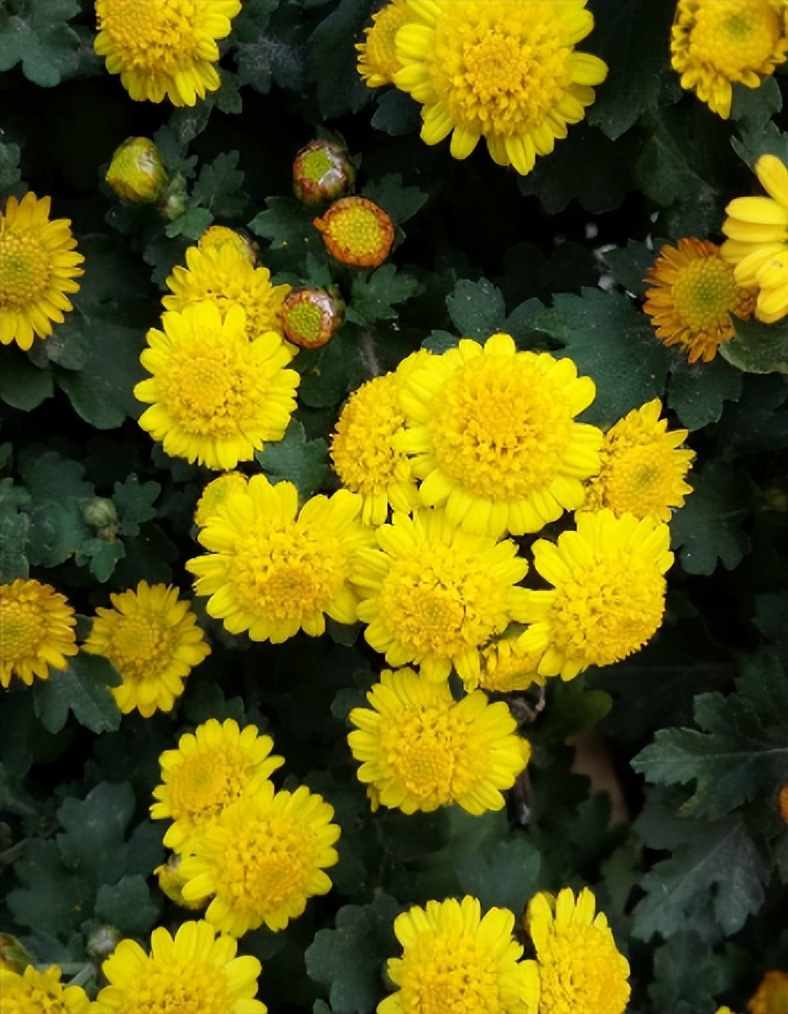 荷兰菊花的养殖方法和注意事项,新扦插的菊花小苗怎么养殖