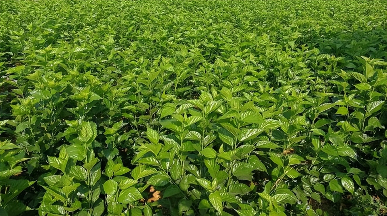 90后美女带娃客厅养七彩蚕，32天近距离观察吐丝结茧，发现新商机