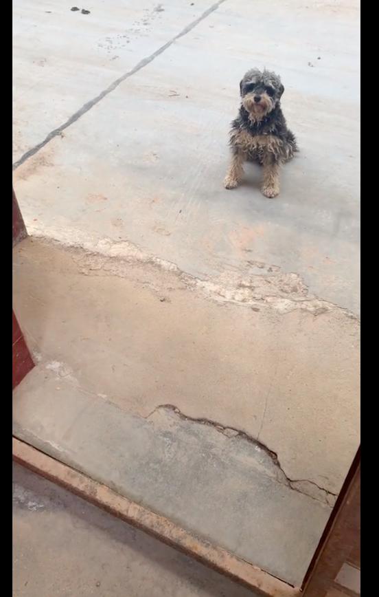 喂了几天的流浪狗找到了我家,喂了一星期的流浪狗发现它有家