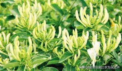 2018年最赚钱的种植项目,种植野菜亩产利润20万元以上