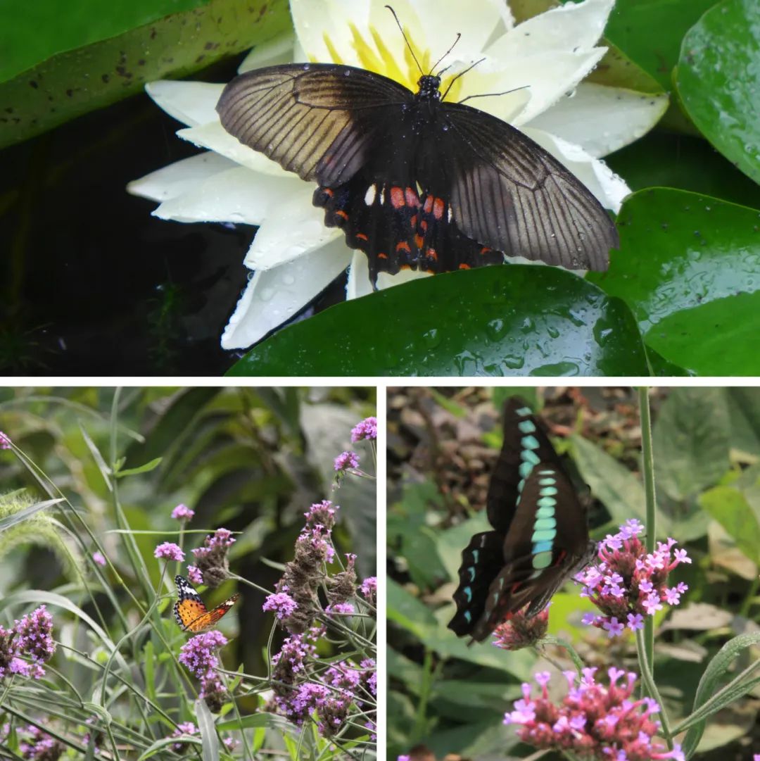 回归乡村的年轻人：自耕自食，无需财务自由