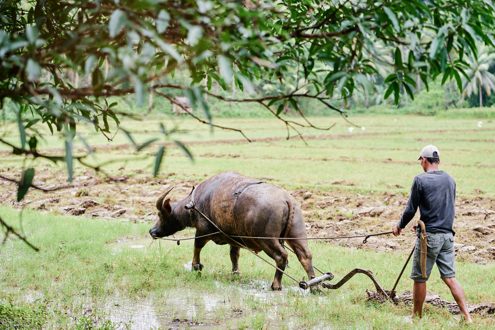 四大文明古国及河流,四大文明古国黄河