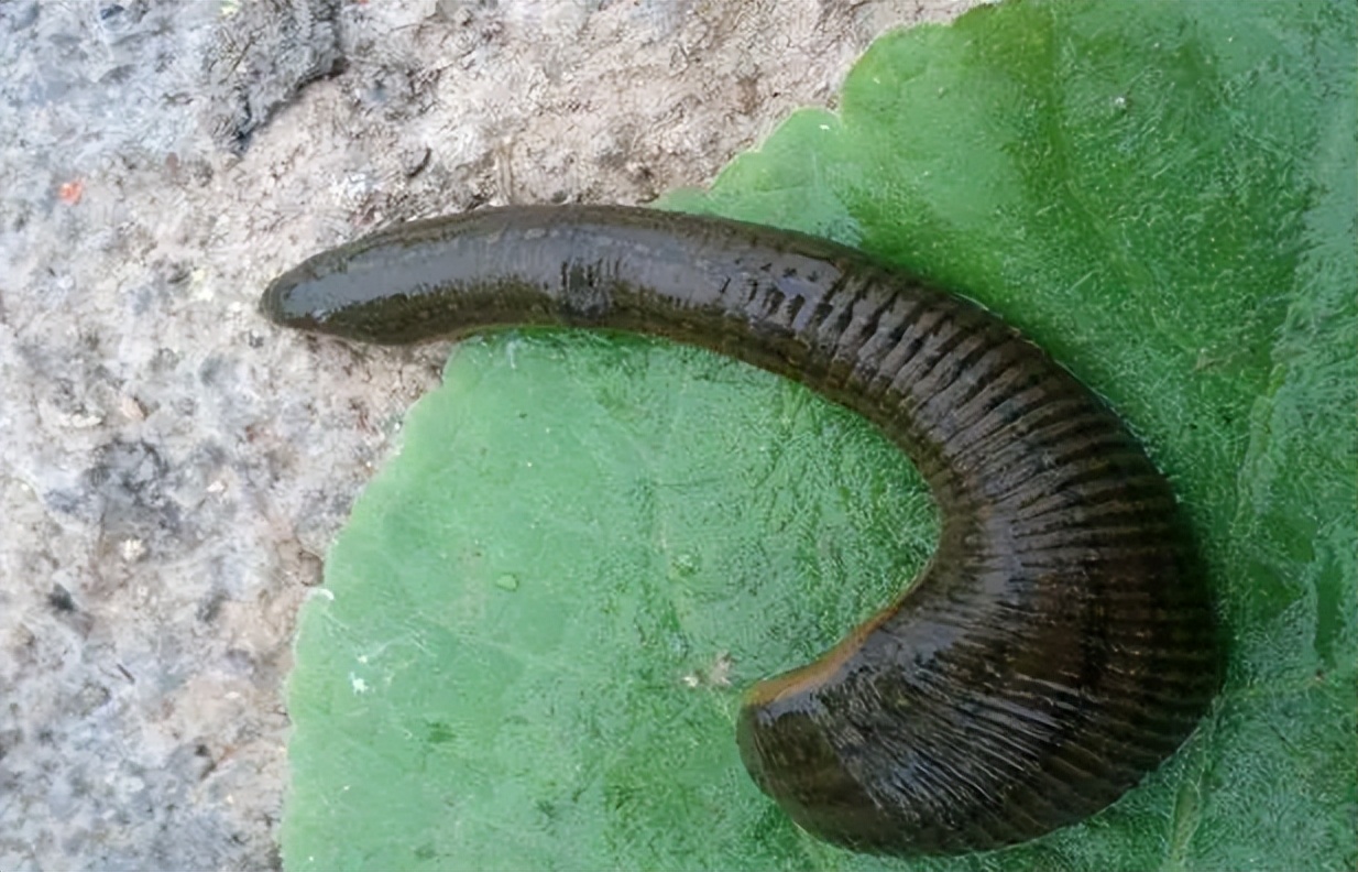 如何防治蚂蟥？上海虫控公司教你几招