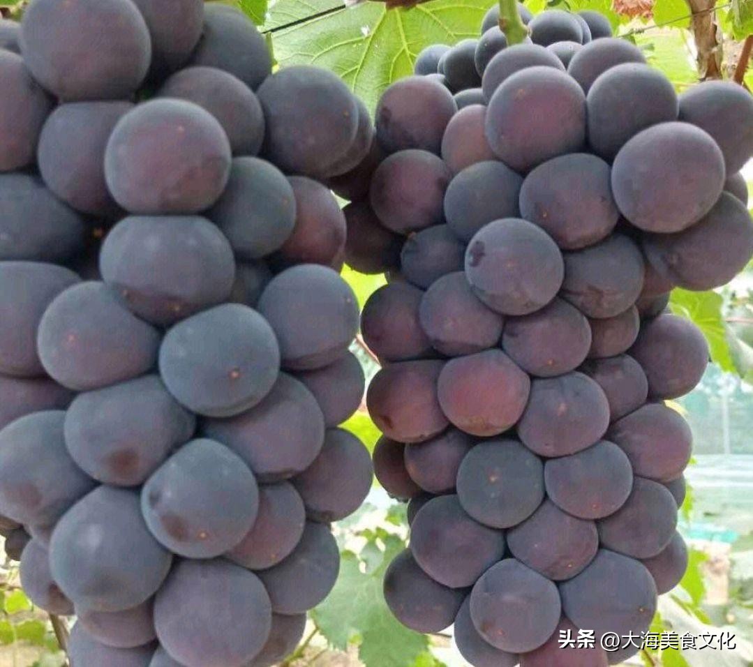 每个季节的应季水果一定要吃个够,现在吃什么水果最好是应季水果