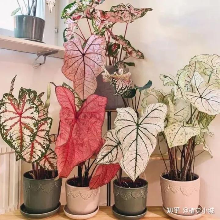 五彩芋类植物怎么养,五彩芋如何养护