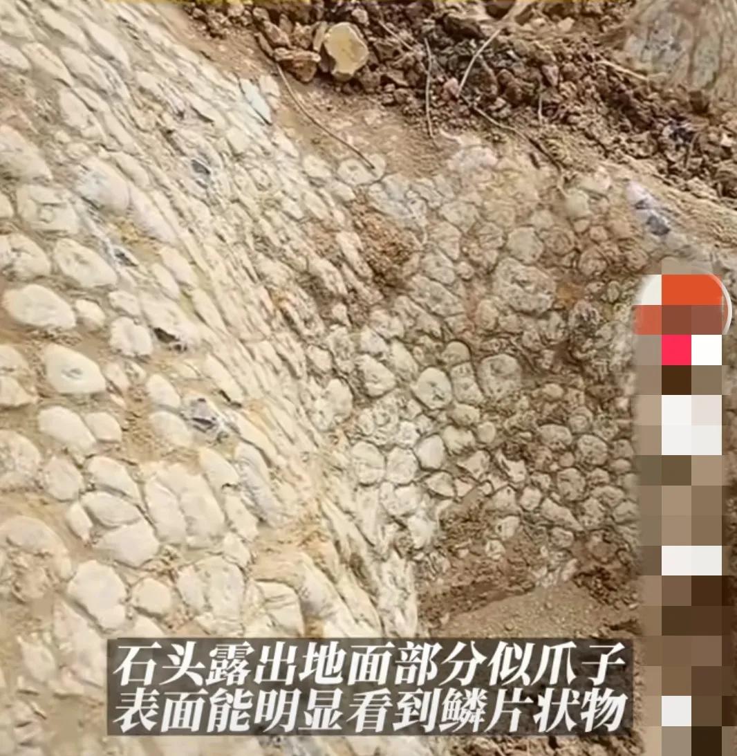 邵阳挖出龙的化石,湖南武冈挖出“龙身化石”