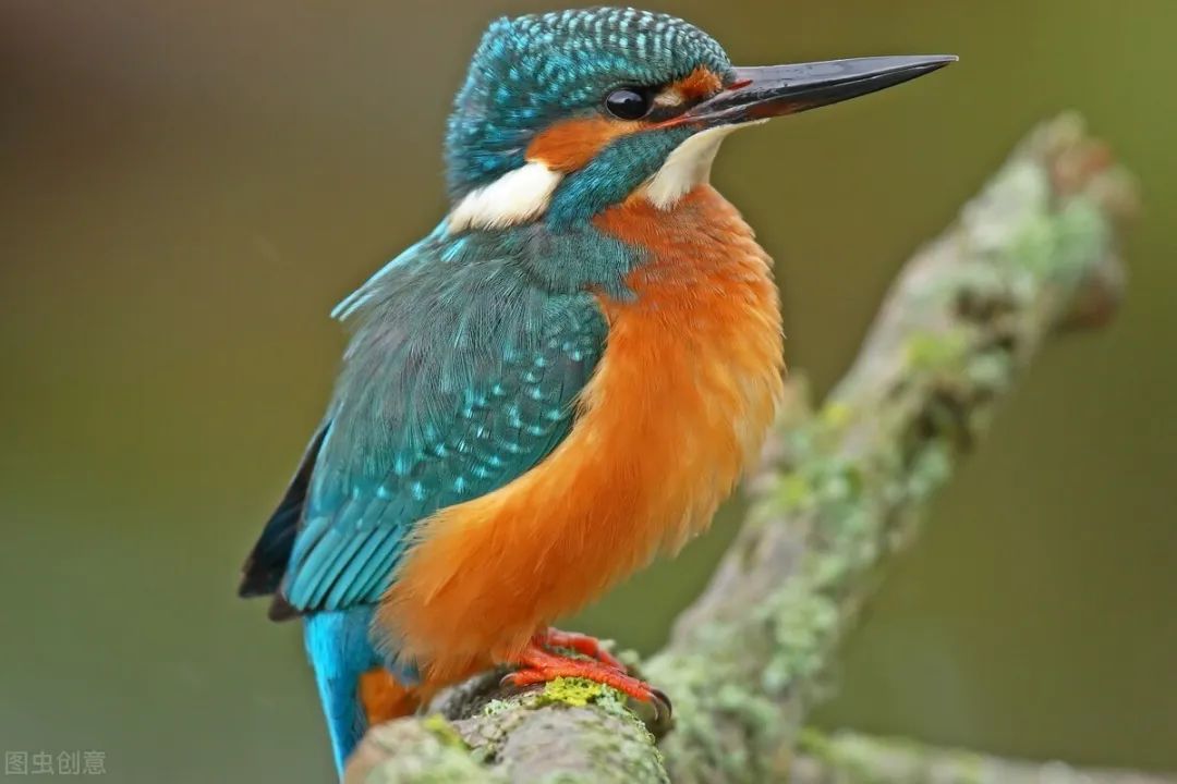 600只鸟图片,50张好看的鸟图片