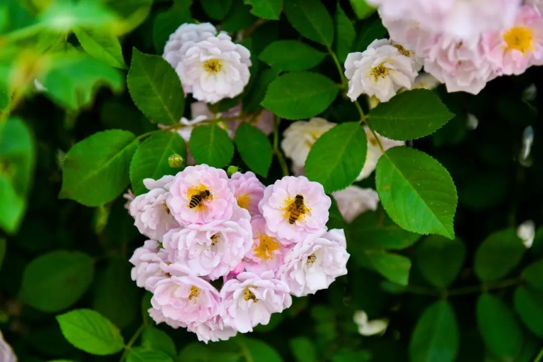 赏花最美的十首诗,最美赏花经典诗词