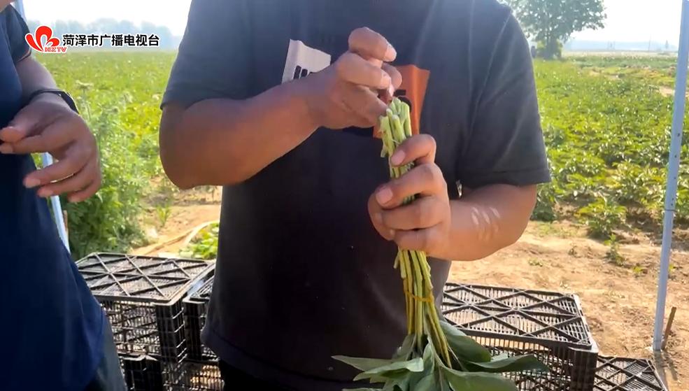 鲜花去哪了？带您在花尽处，又见“花开”