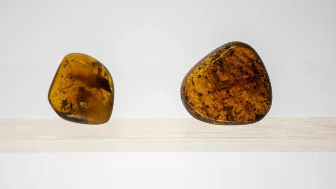 相约博物馆的感受,古生物博物馆南京