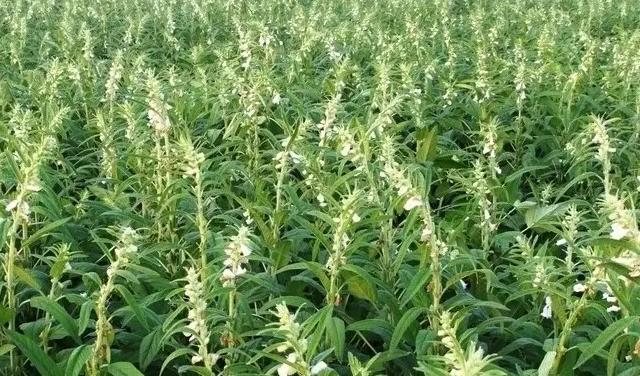 非洲人饭都吃不饱，可当地人却不种水稻，反而大量种植芝麻？