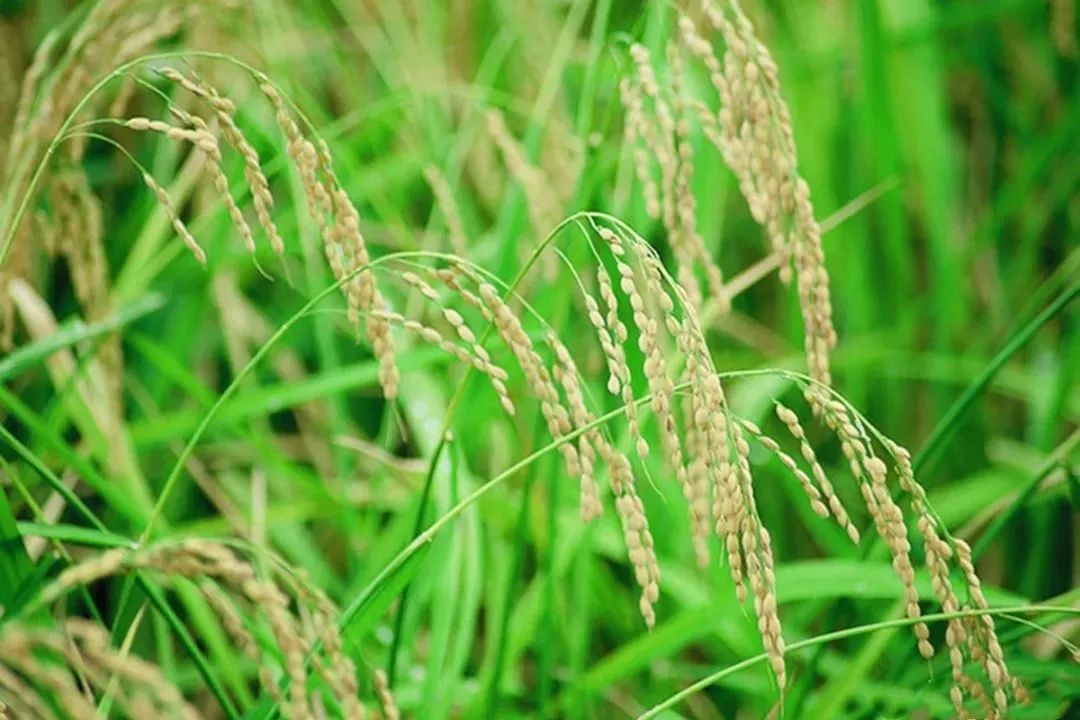 日本清酒销售数据,日本哪个县产的清酒好