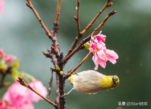 春雨惊春清谷天全诗解释,春雨里洗过的太阳