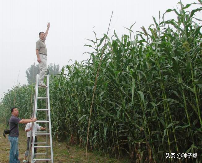 新型巨型高粱,巨型高粱品种