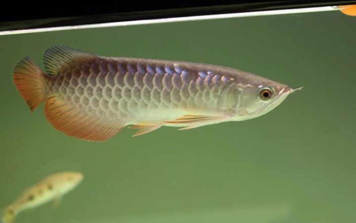 极品蓝底过背金龙,顶级蓝底过背金龙视频