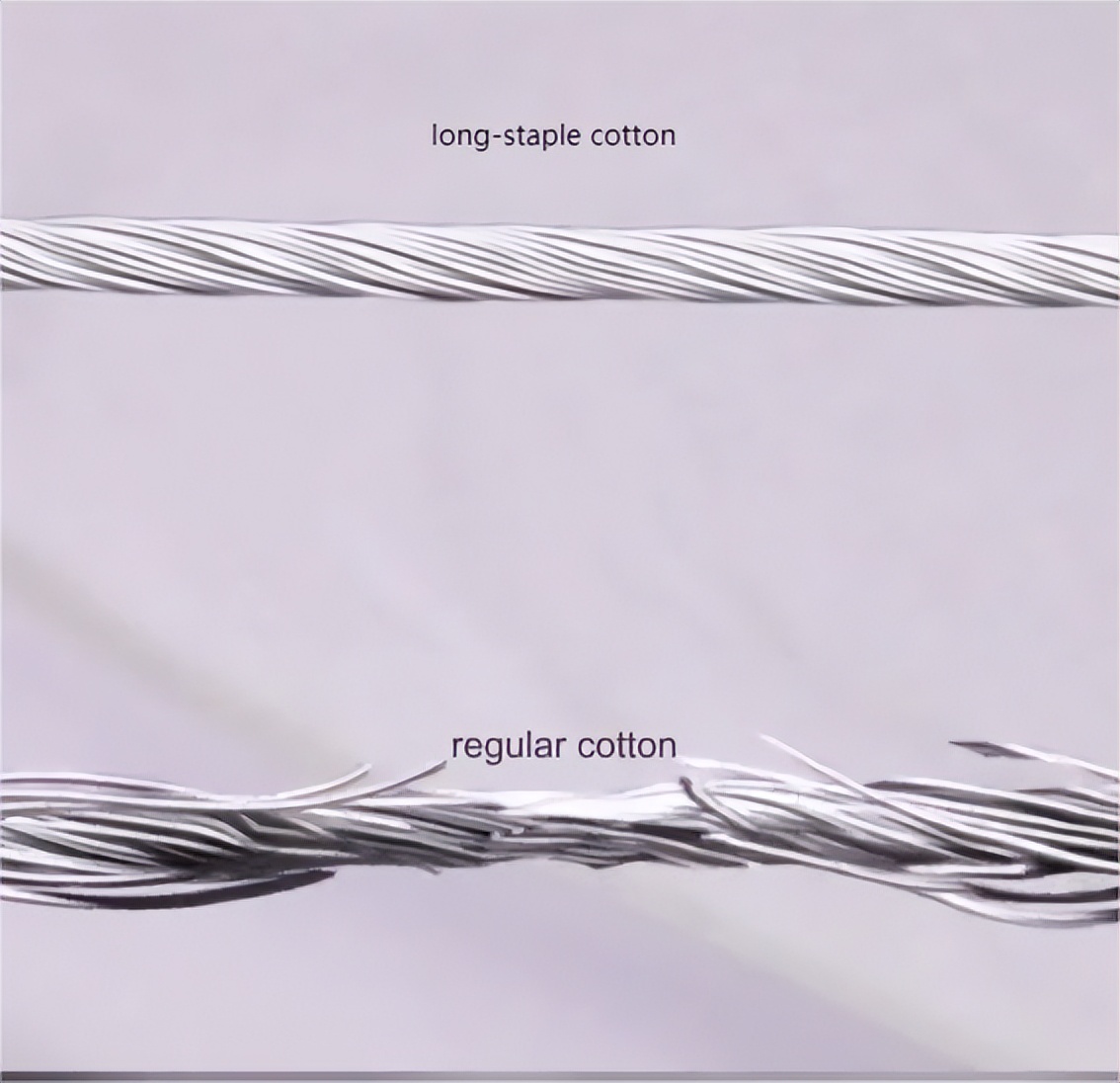 为啥大家都抢购,长绒棉真相