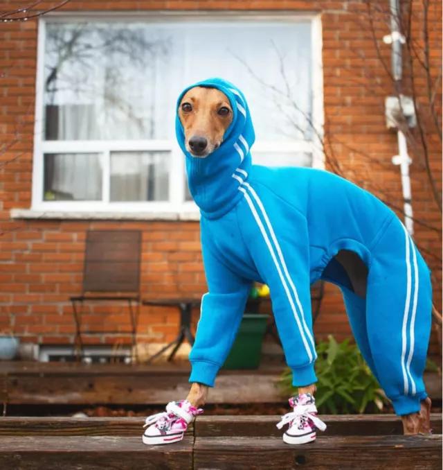 一只流浪狗被收留后成功的逆袭了,一只被遗弃狗狗的逆袭之路