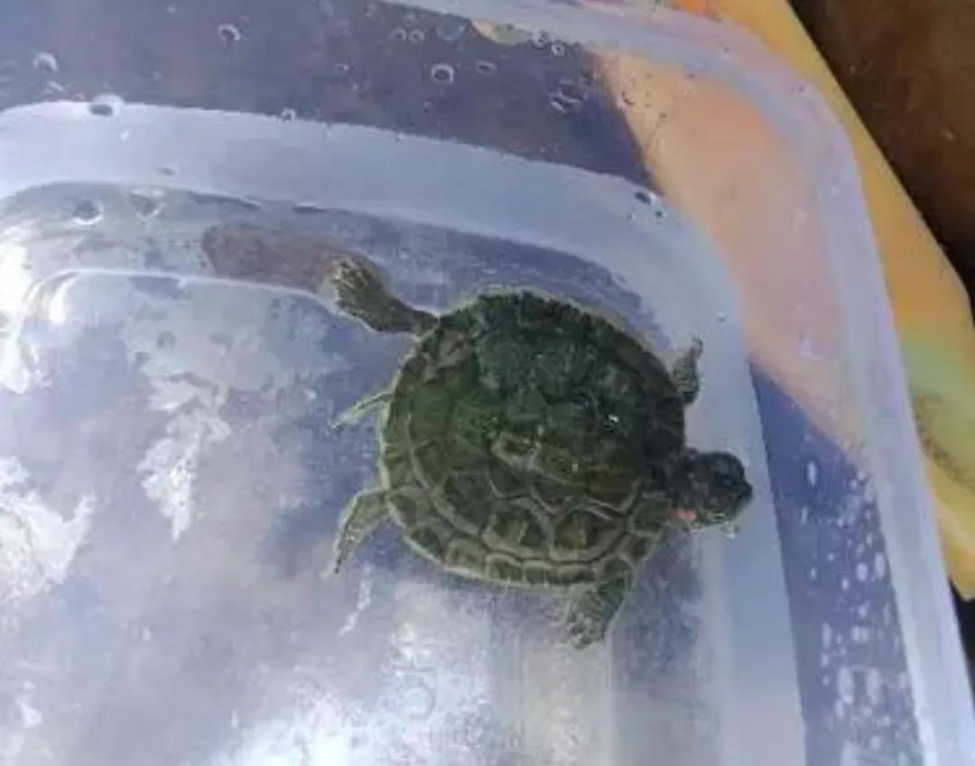 宠物水龟有哪些,宠物水龟冬眠处理方法