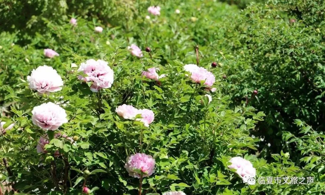 夜游班河一日游游玩攻略,河坊一日游攻略
