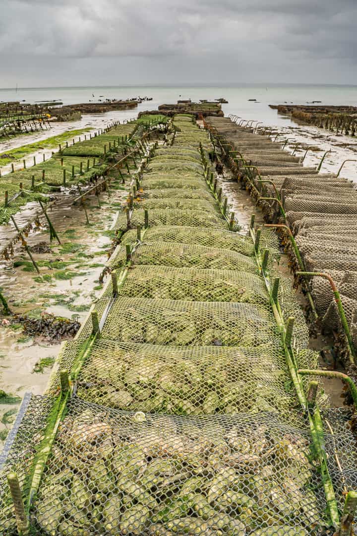 生蚝之都康卡勒：凯撒大帝太阳王拿破仑三世青睐，美味流传两千年