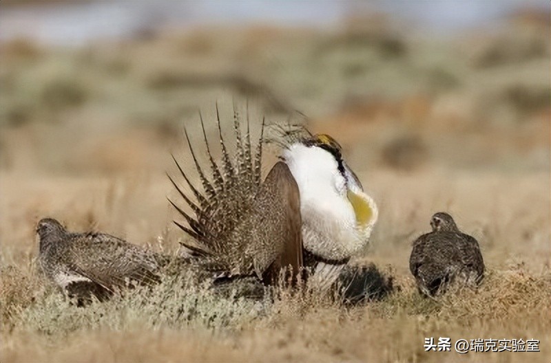 为什么狗狗交配前会先闻屁股，看似尴尬的小动作，却充满科学知识