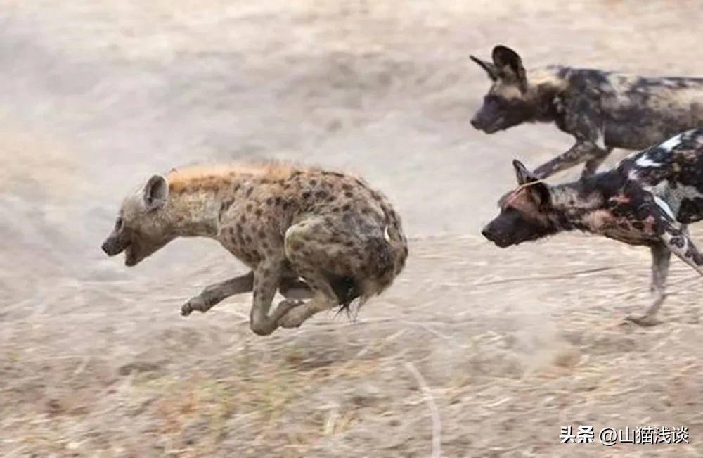 鬣狗会攻击人吗,鬣狗会攻击人类吗
