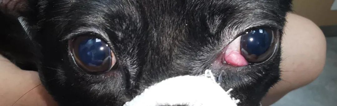 狗狗第三眼睑脱出能自愈吗,狗狗第三眼睑脱出怎么办