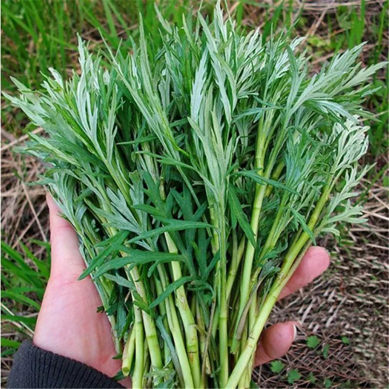 农村野草喂猪的方法,喂猪的野菜如今成了一种美味