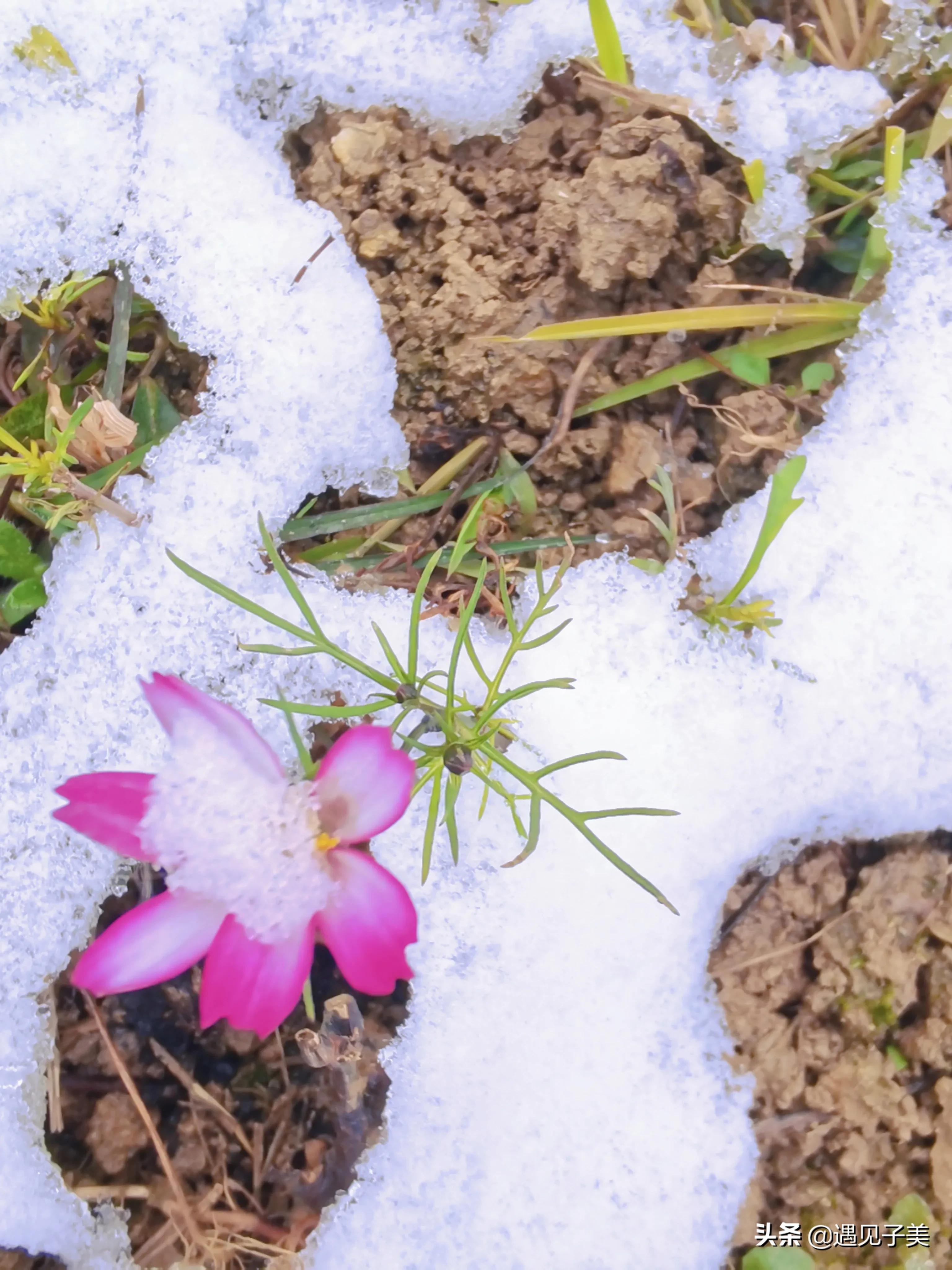 散文：旧岁将末，敬颂冬绥，凡是过往，皆为序章