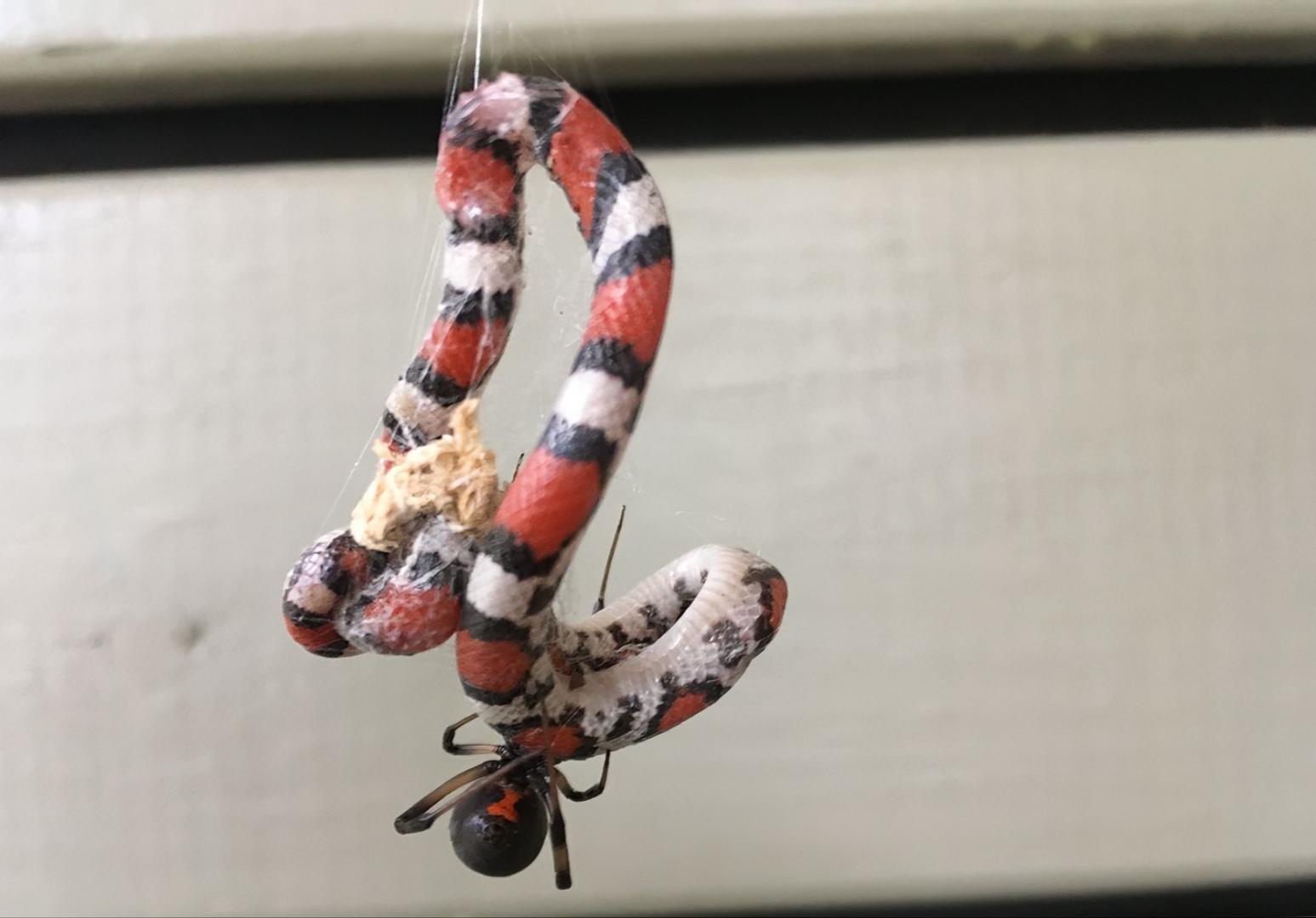 12张让人惊叹的动物的照片,眼界大开30张活久见的动物图