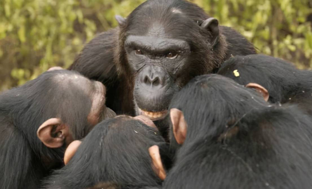 灵长类凶猛动物,灵长类动物的战斗力