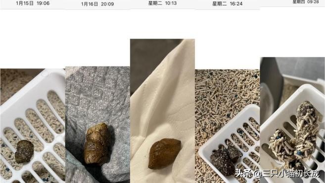 猫咪便秘开塞露塞不进去怎么办,猫咪便秘吃妈咪爱一般给猫吃几天