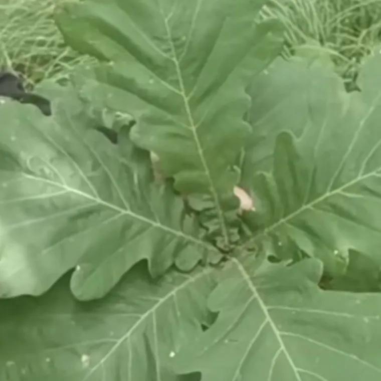 端午节到了包粽子,端午节包粽子的粽叶哪里来