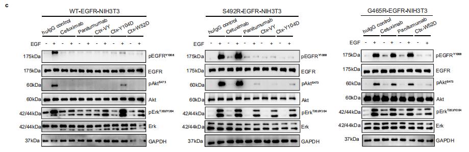 最新nature抗癌药,nature子刊高盐饮食竟能抗肿瘤