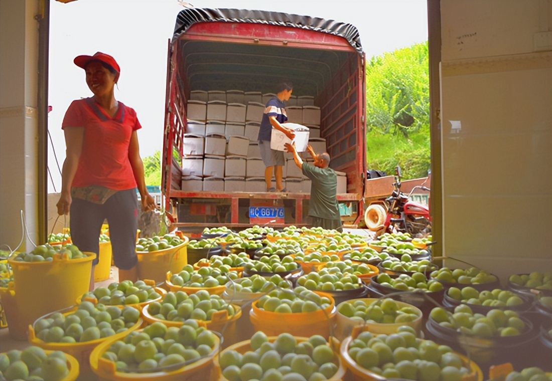 广西灌阳梨李品质优俏销走东盟