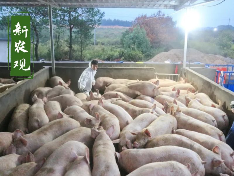 猪价上涨无望养殖户该何去何从,猪价涨不动玉米又跌不停咋回事